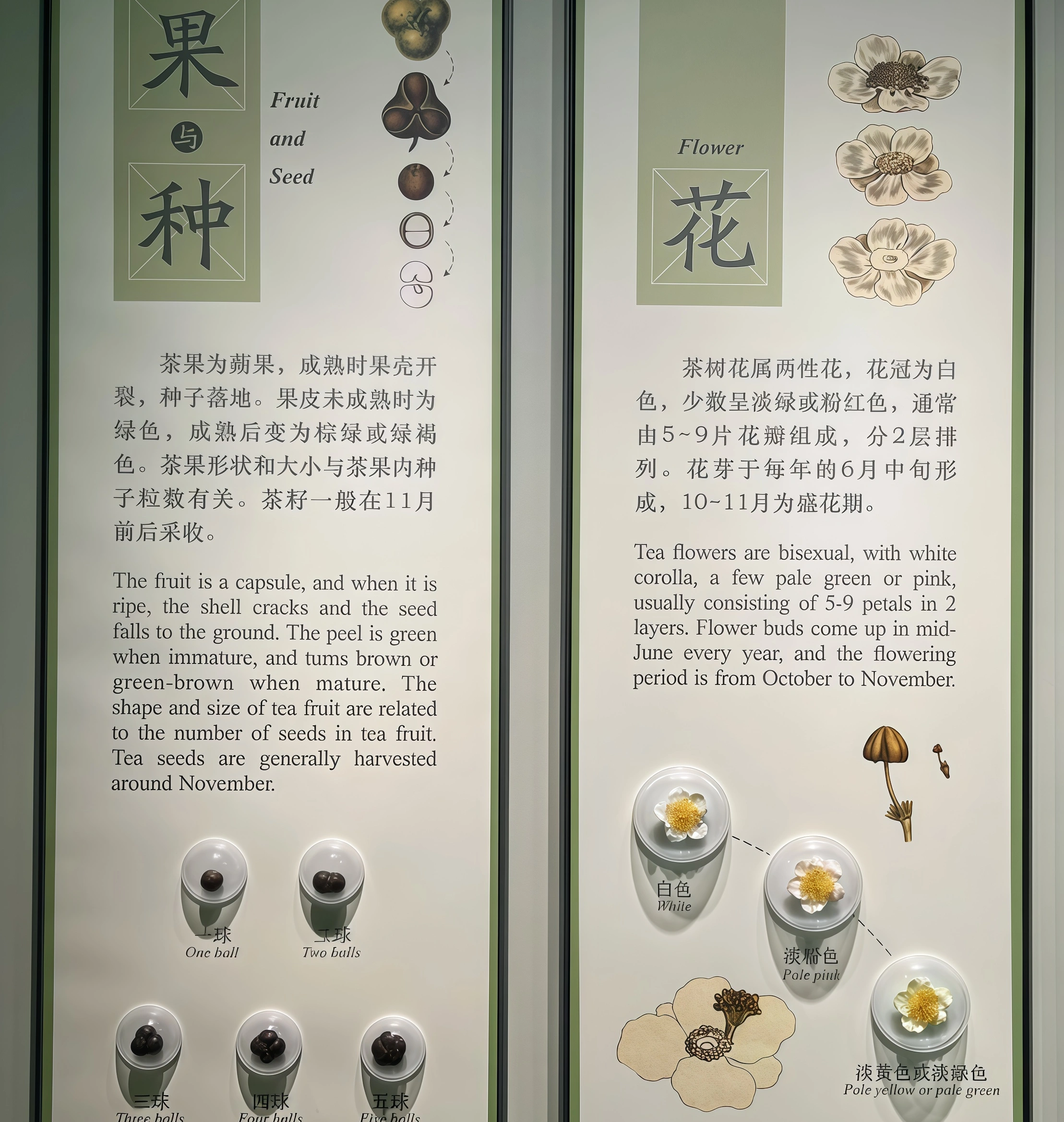 The aroma of tea fills the air