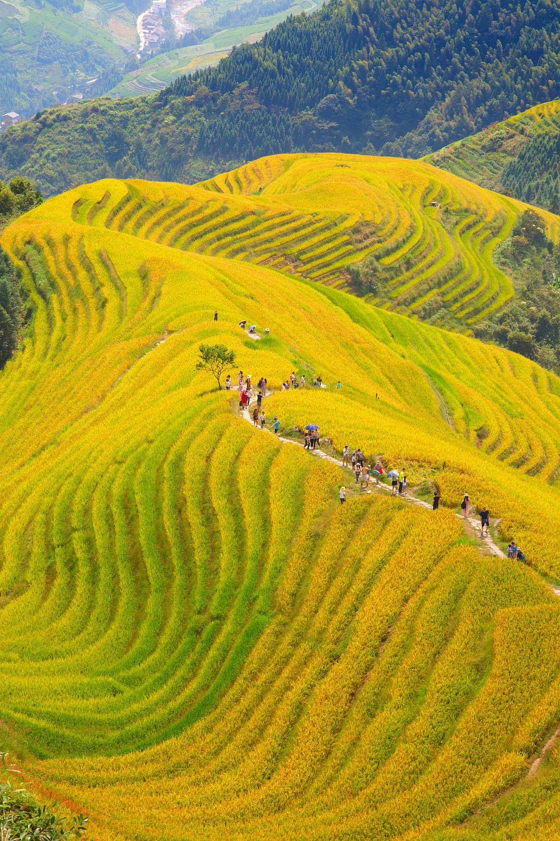 One day hiking on Longji Terraced Fields
